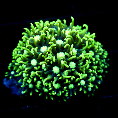 JC GSP