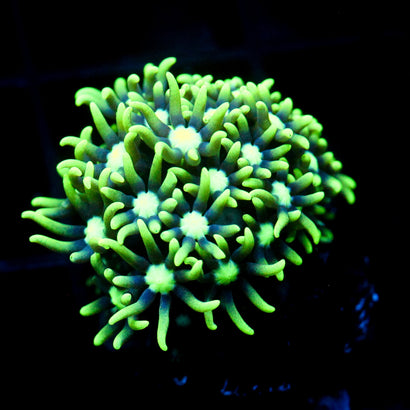 JC GSP