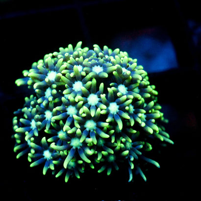 JC Star Polyp