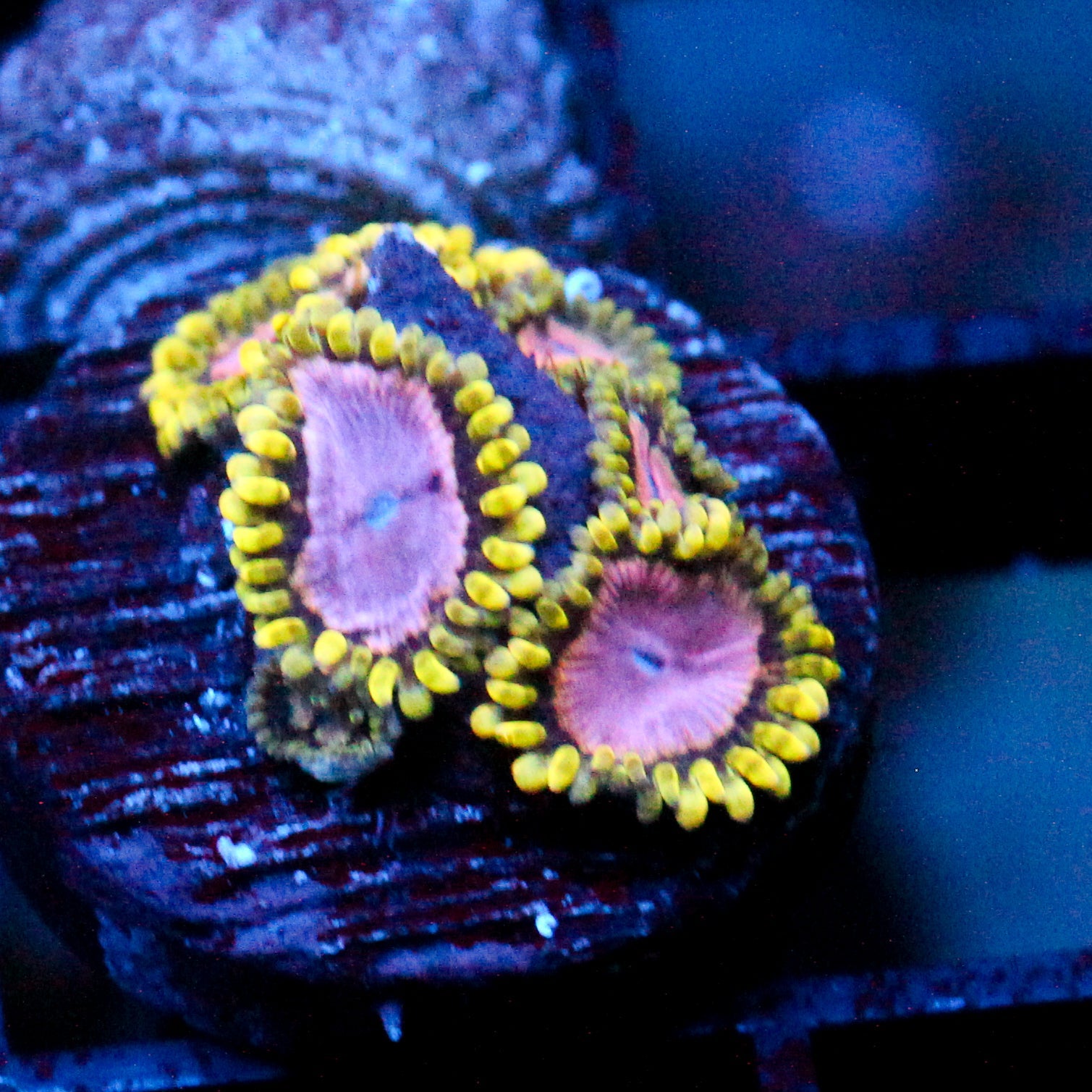 JC Purple Monster Zoanthid