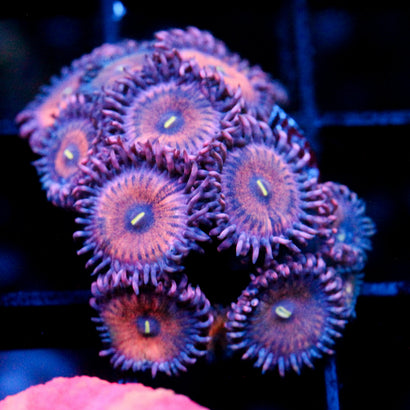 JC Amber Bliss Zoanthid