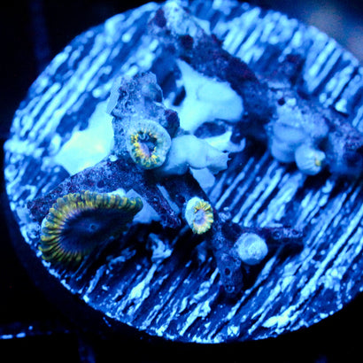 JC Plumb Princess Zoanthid