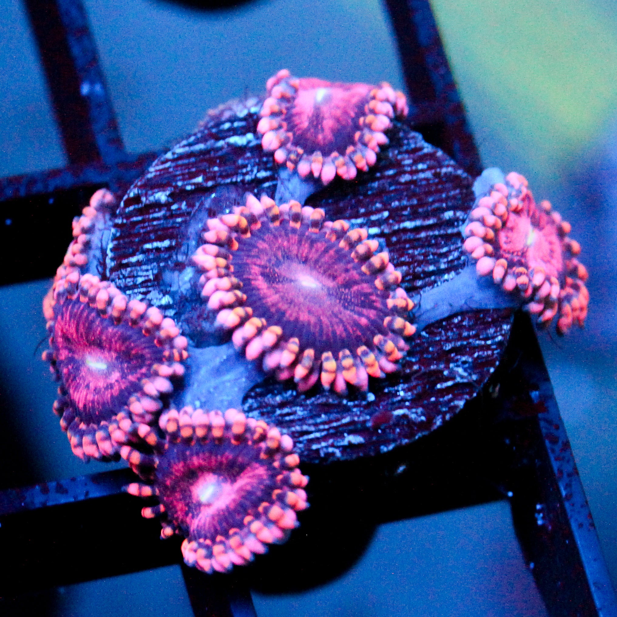 JC Purple Empress Zoanthid