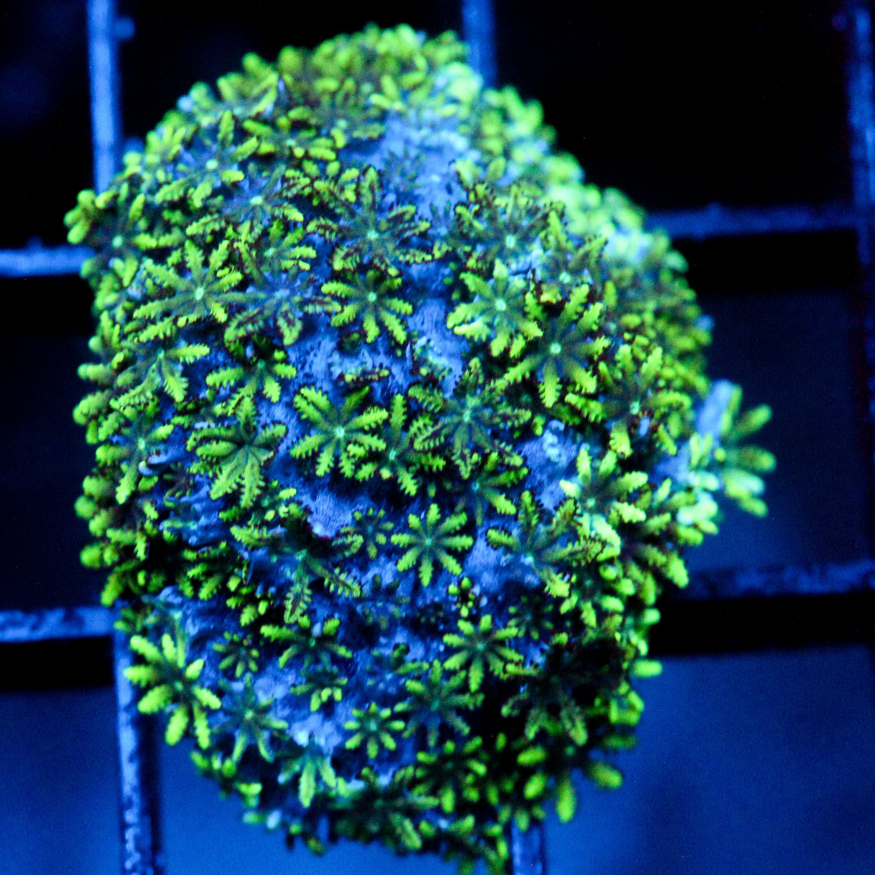 JC Atomic Sympodium