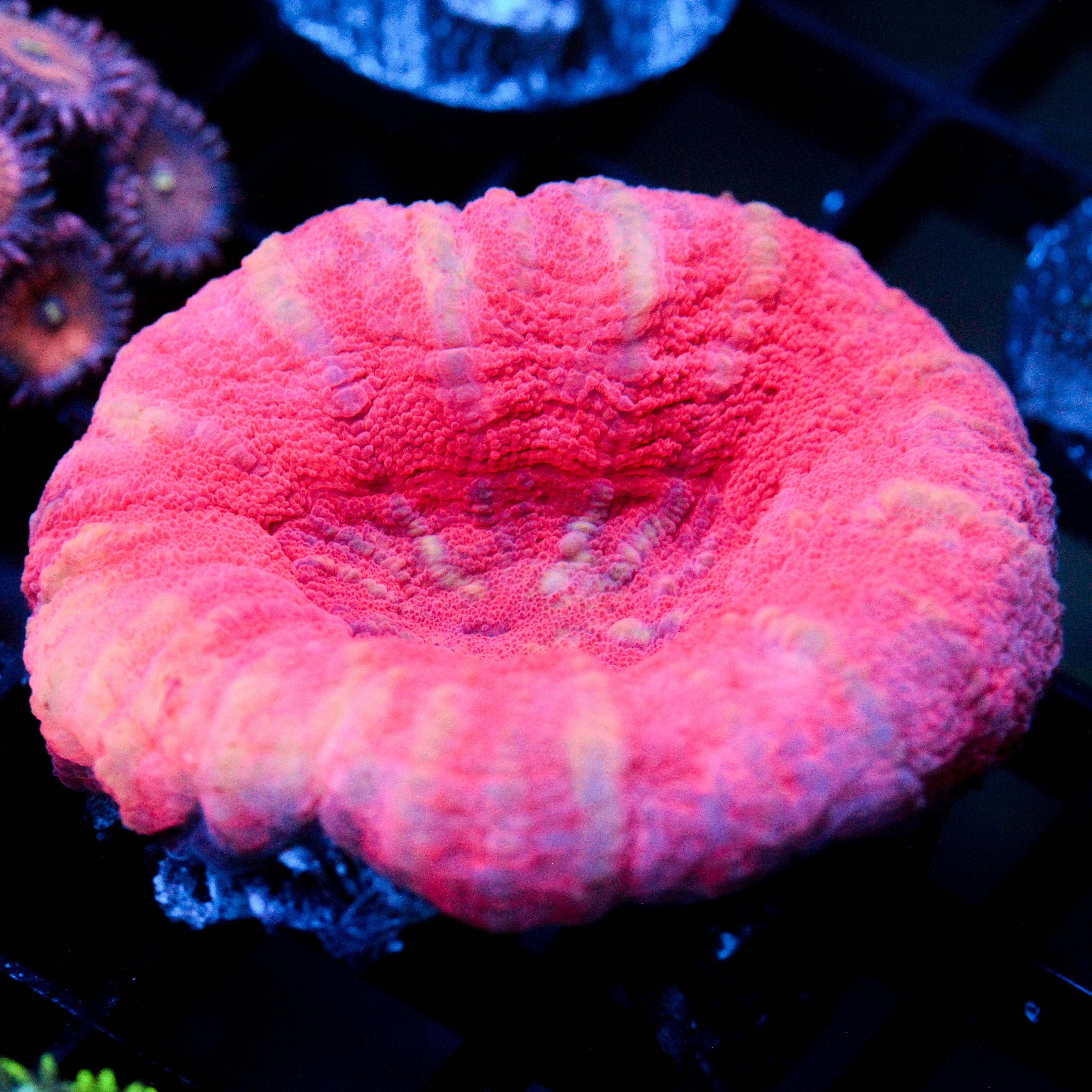 JC Crimson Scoly