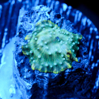 JC Blue Dot Discosoma