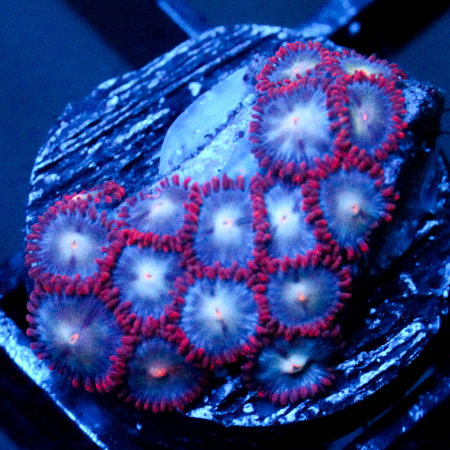 JC Edge of Reality Zoanthid