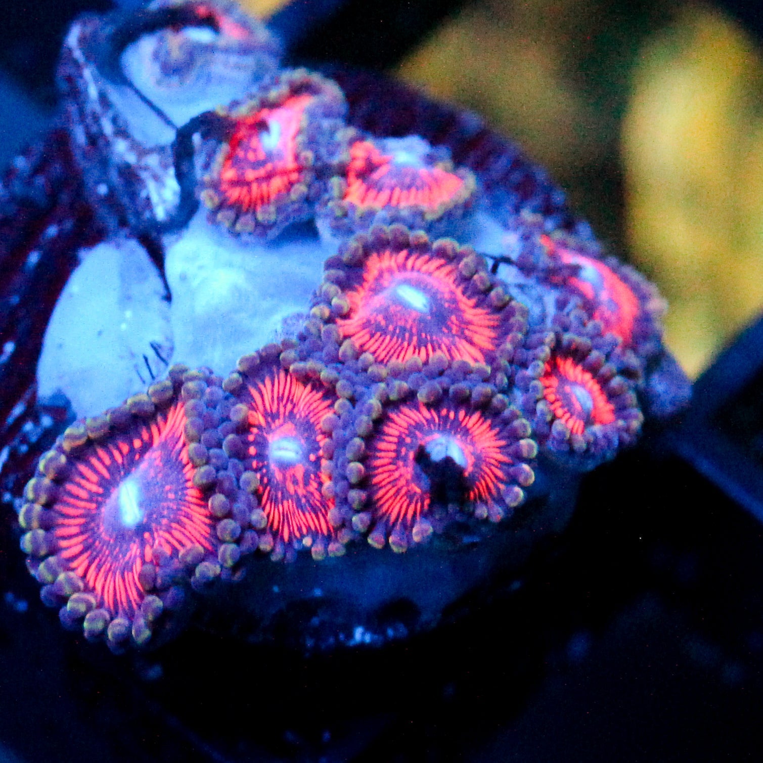 JC Sith Zoanthid