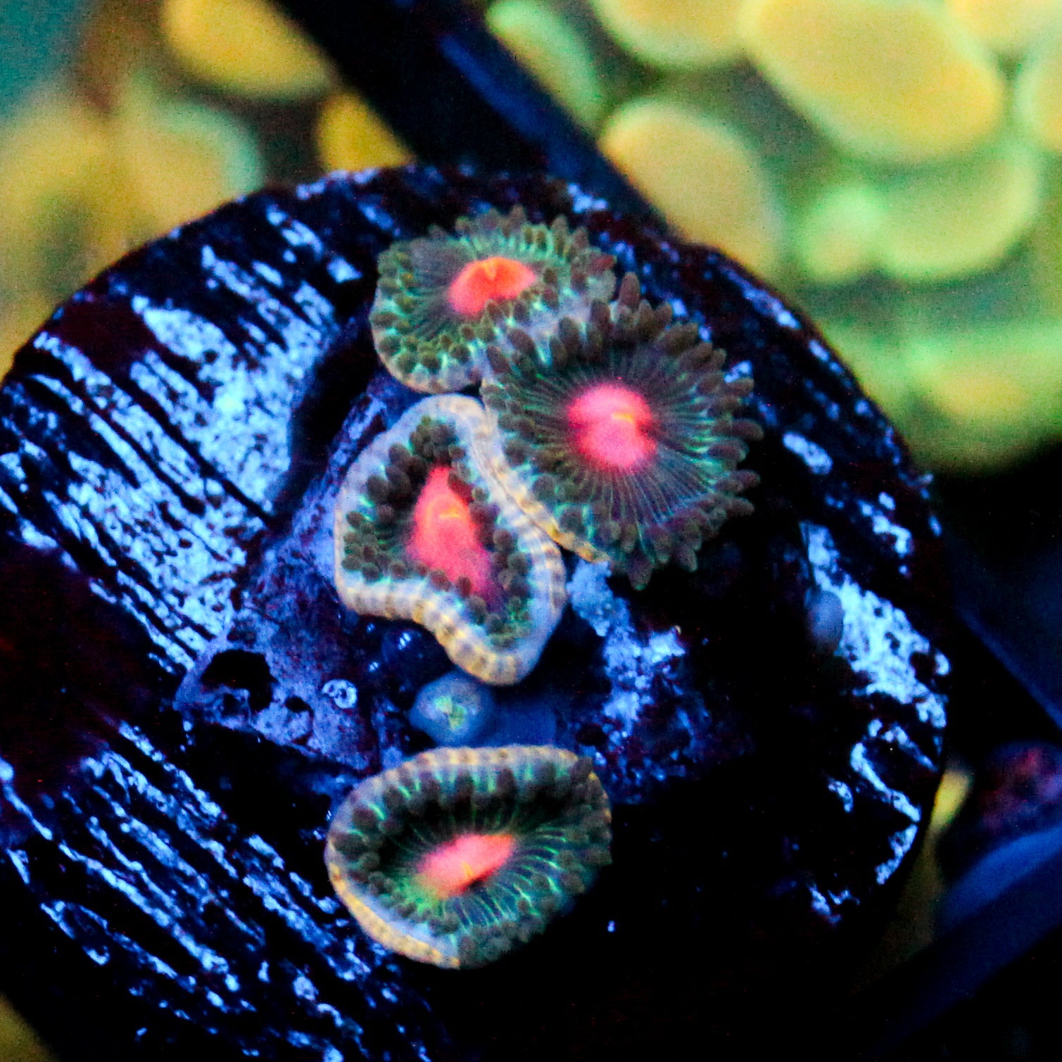 JC Alien Blood Zoanthid