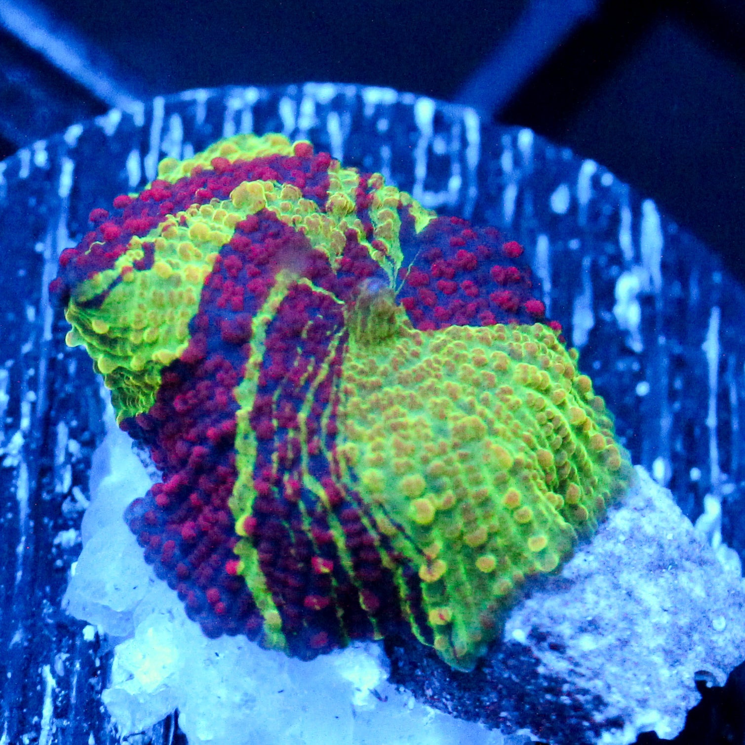 JC Eclectus Mushroom
