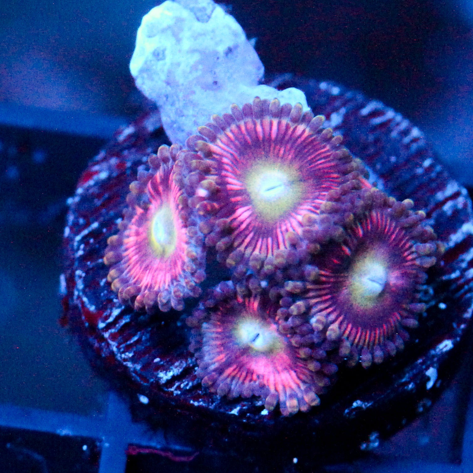 JC Sour Starburst Zoanthid