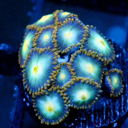 JC Saturn Zoanthid