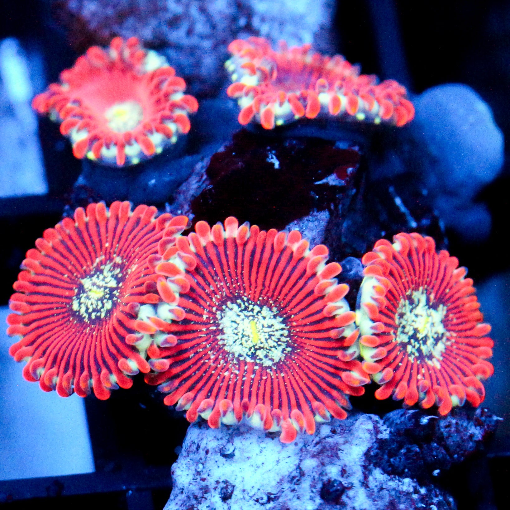 JC Magician's Zoanthid