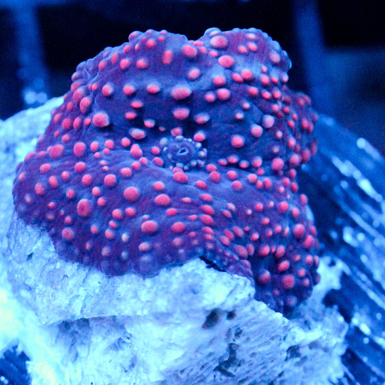 JC Red Pimple Discosoma