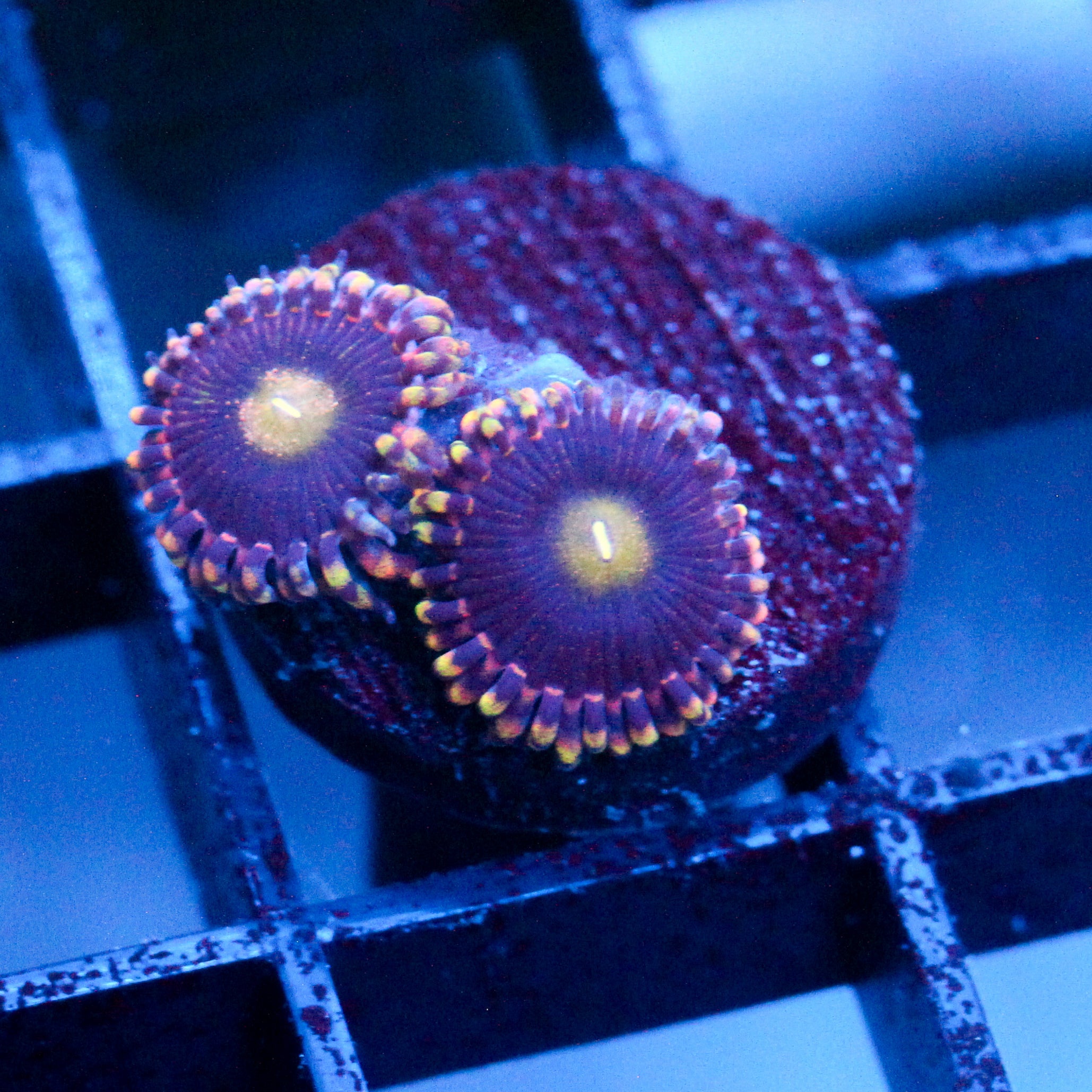 JC Bozo's Birthday Zoanthid