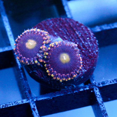 JC Bozo's Birthday Zoanthid