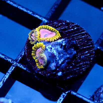 JC Purple Monster Zoanthid