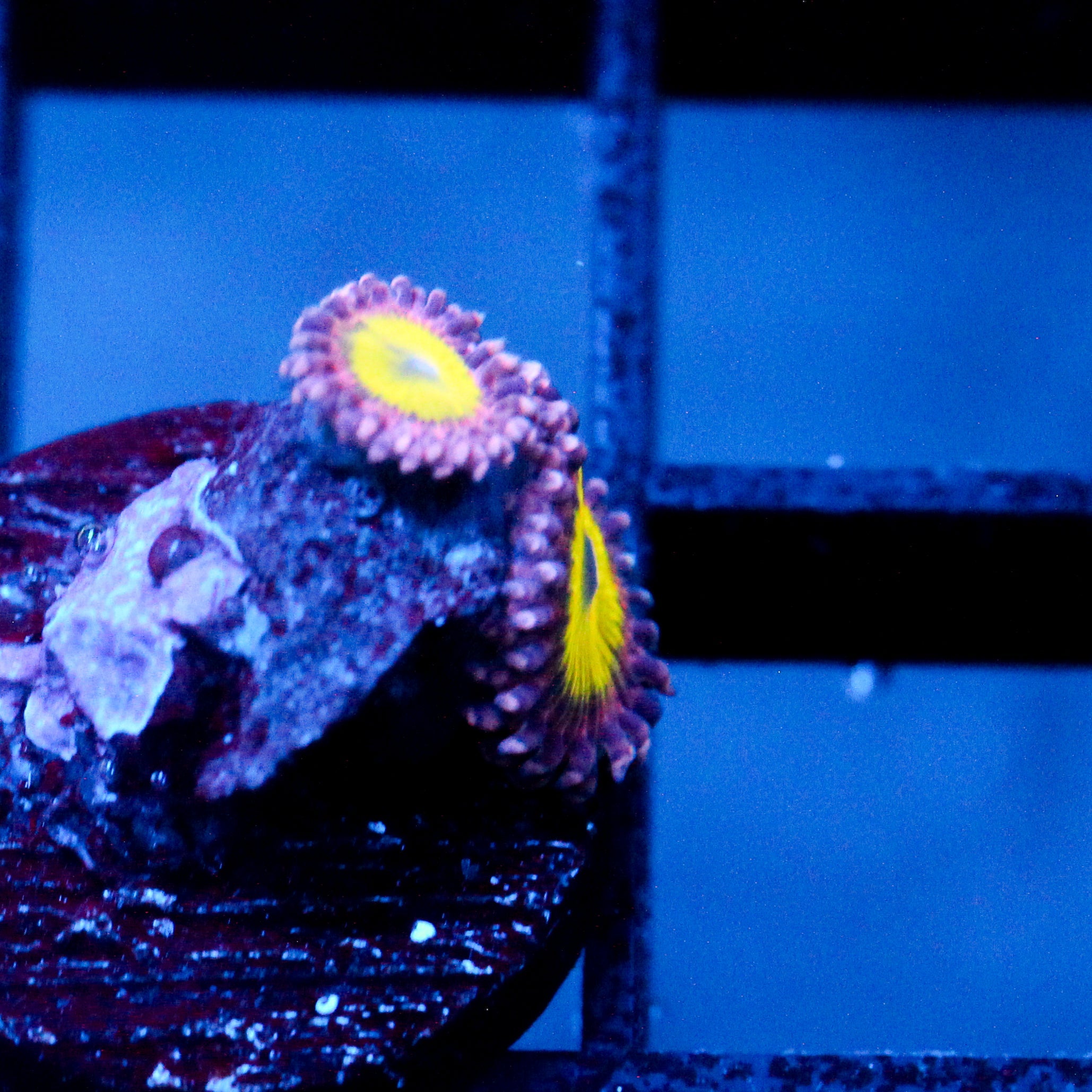 JC Flower Fall Zoanthid