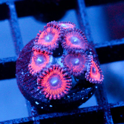 JC Sith Zoanthid