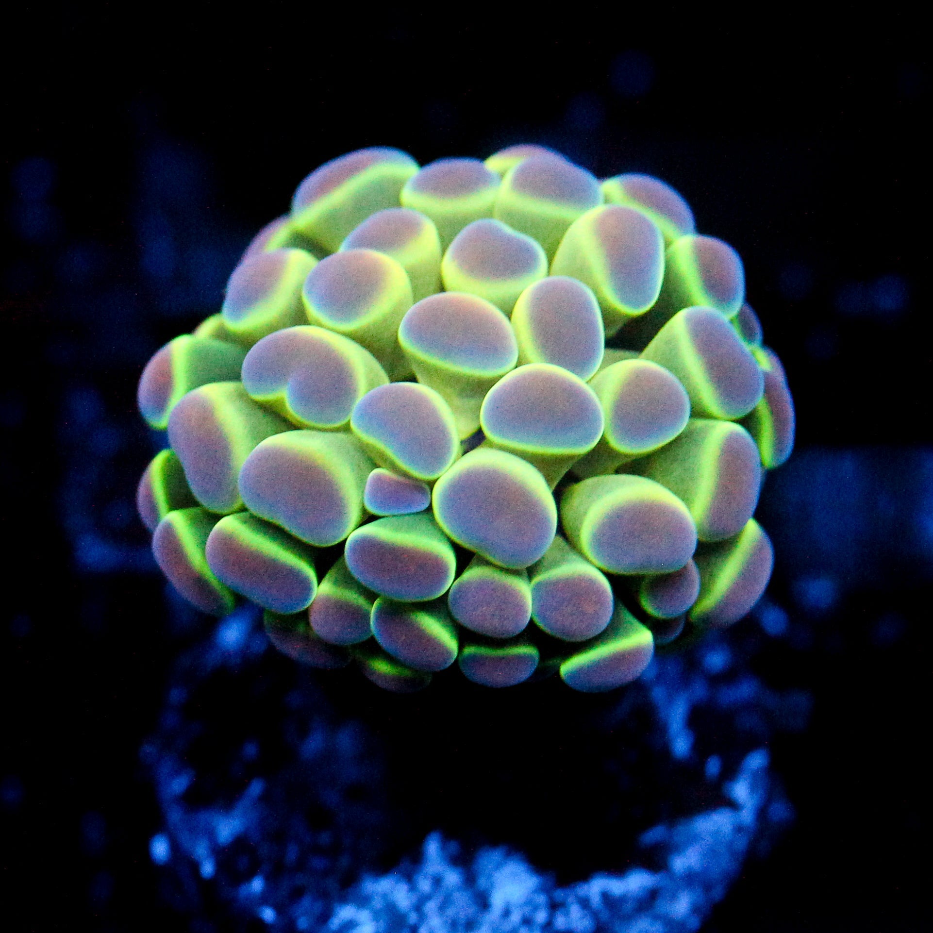 JC Ultra Hologram Hammer
