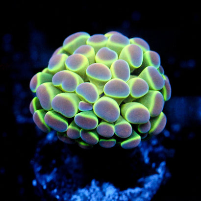 JC Ultra Hologram Hammer