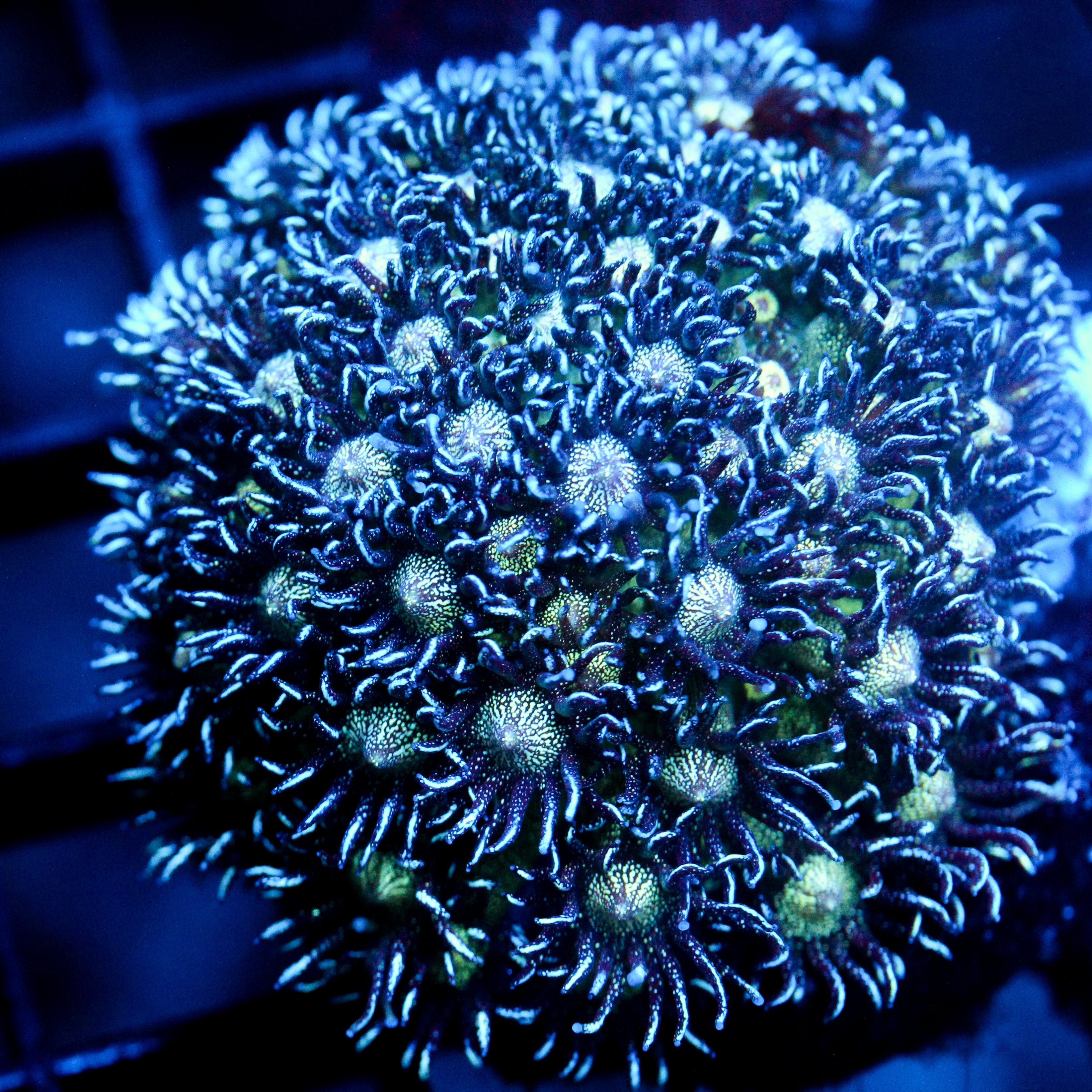 JC Glitter Goni Colony