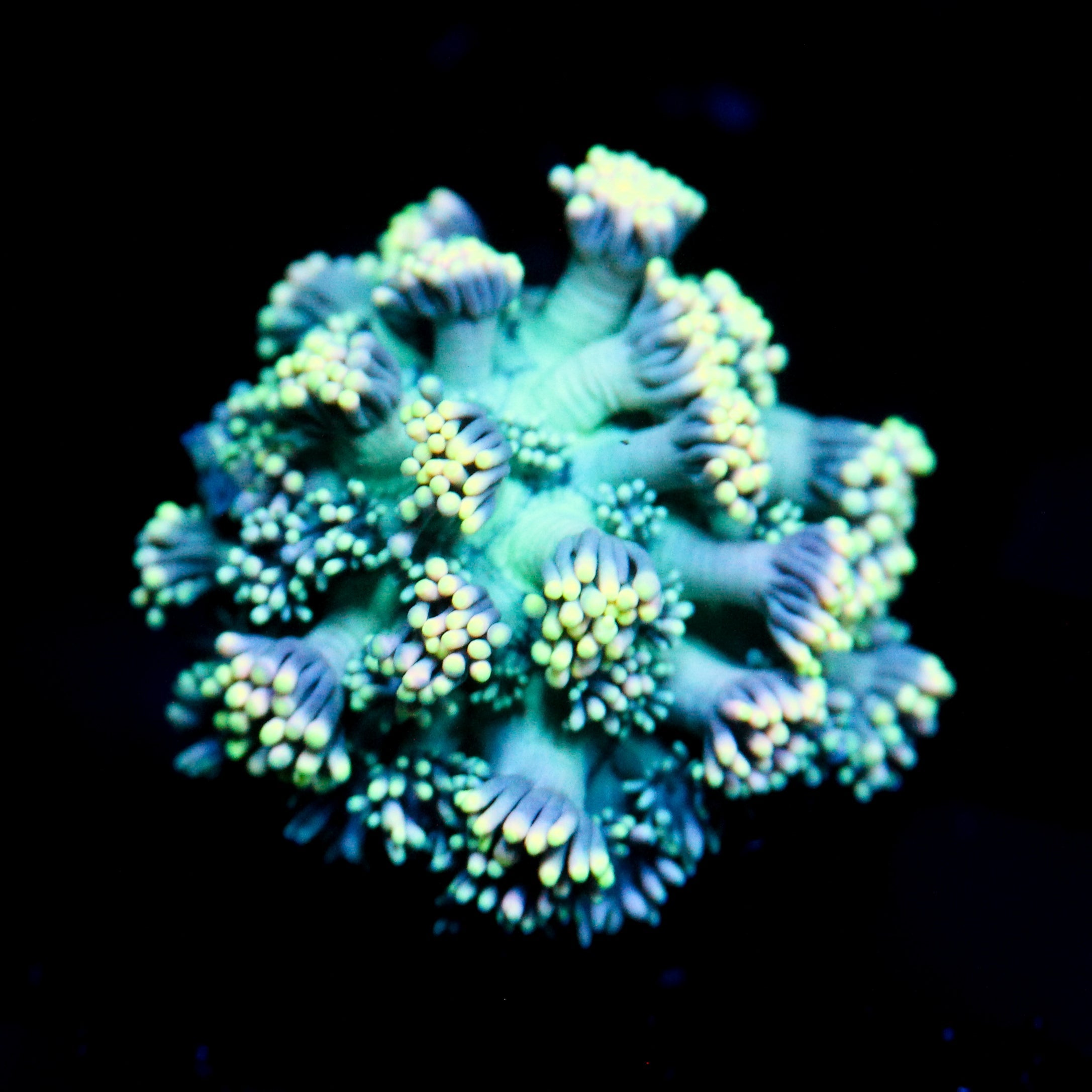 JC Spring Tide