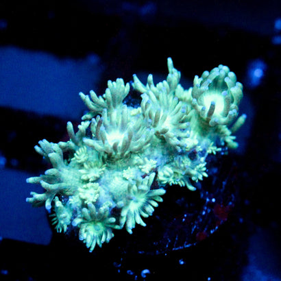 JC Tortoise Goni