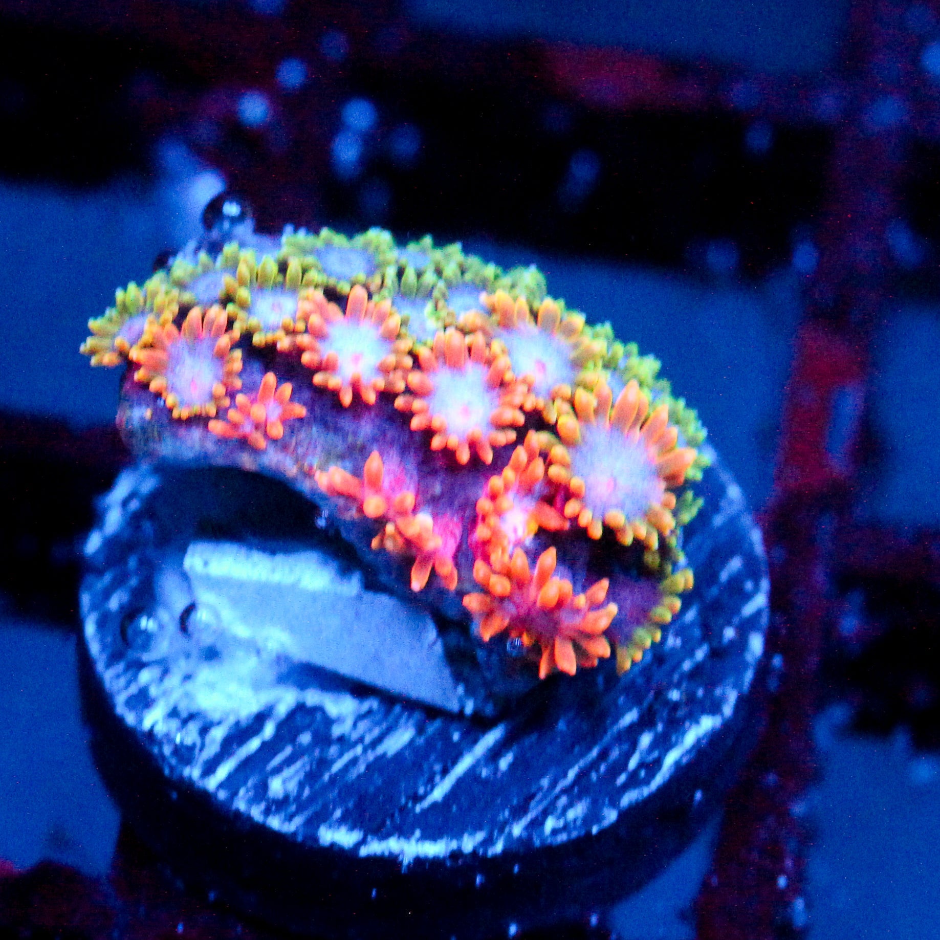 WWC Kaleidescope Bernardpora