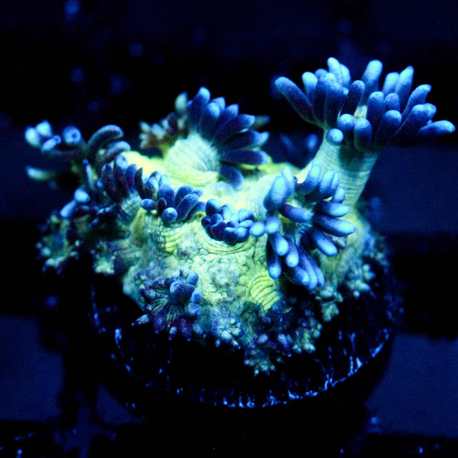 JC Peacock Goni