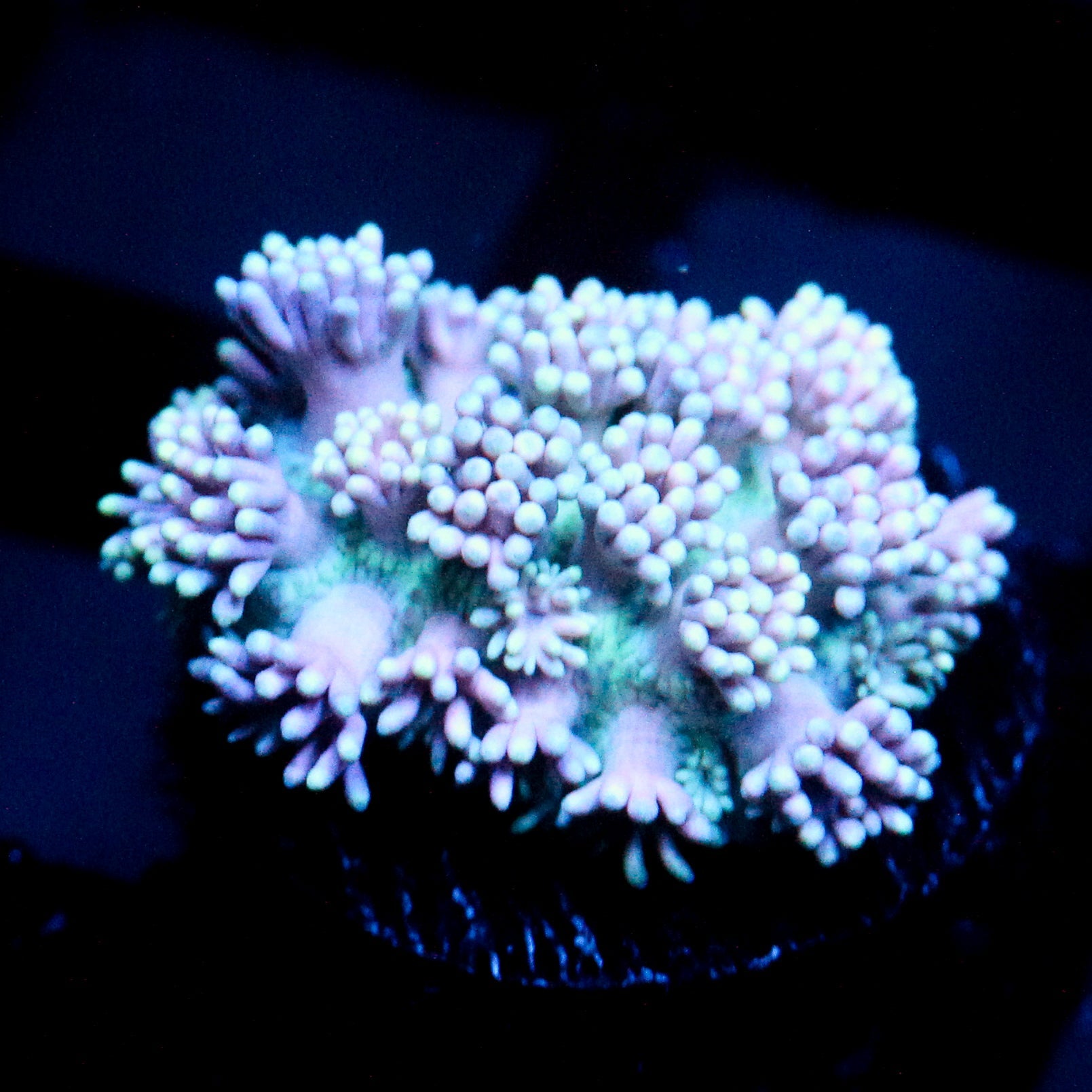 JC Blue Glow Goni