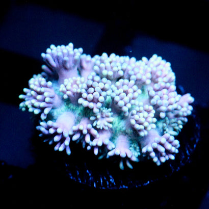 JC Blue Glow Goni