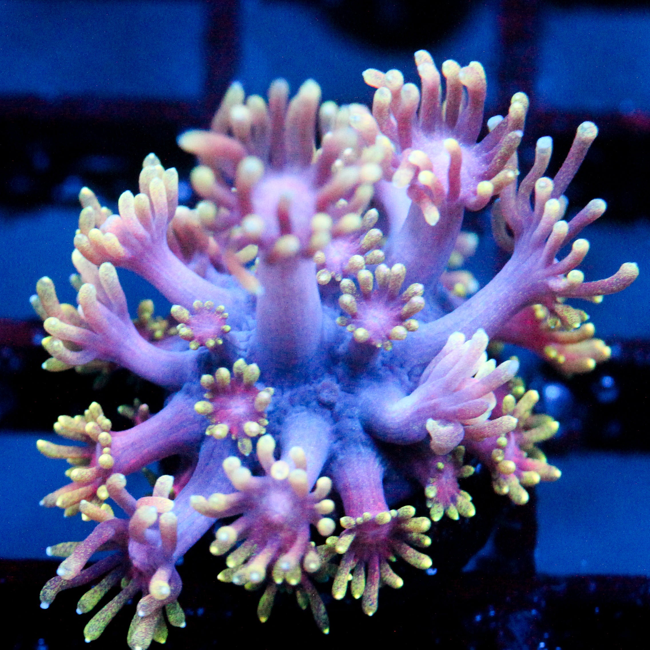 Forbidden Gummy Worm Goni
