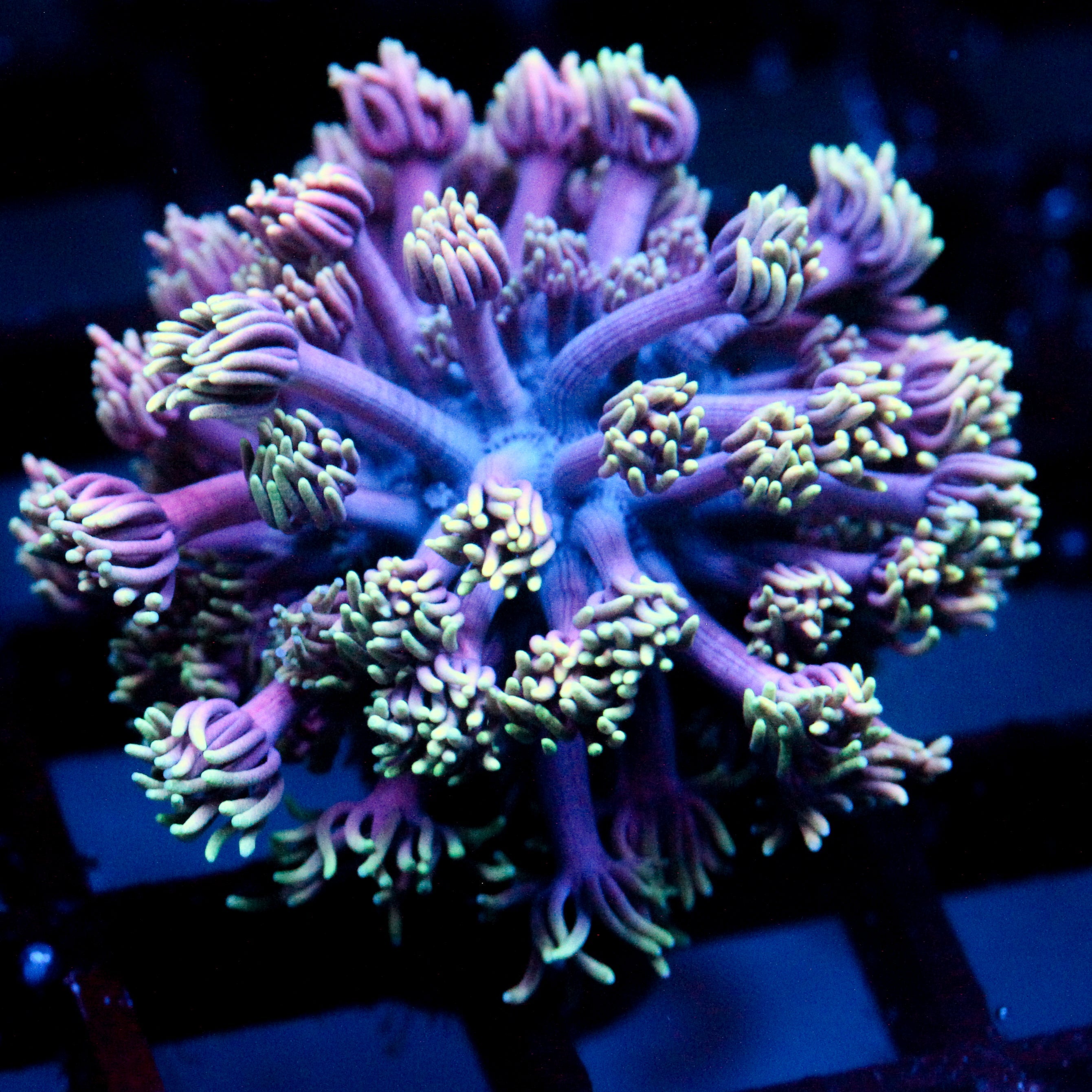 JC Neon Aura Goni