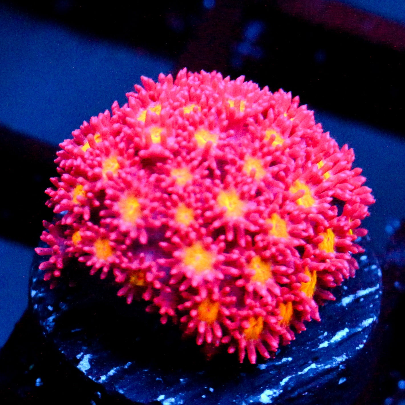 JC Yellow Rose Bernardopora