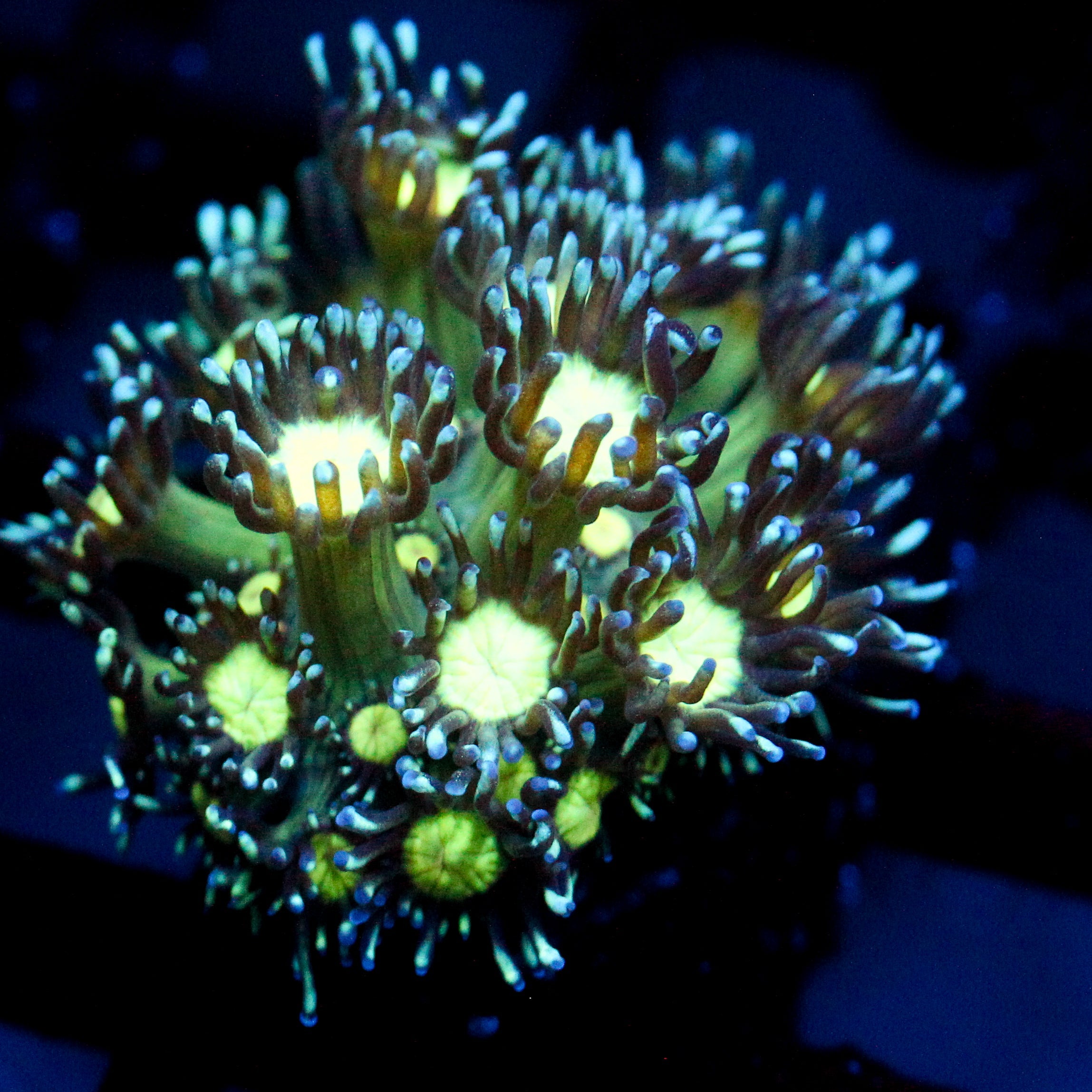 JC Cobalt Greed Goni