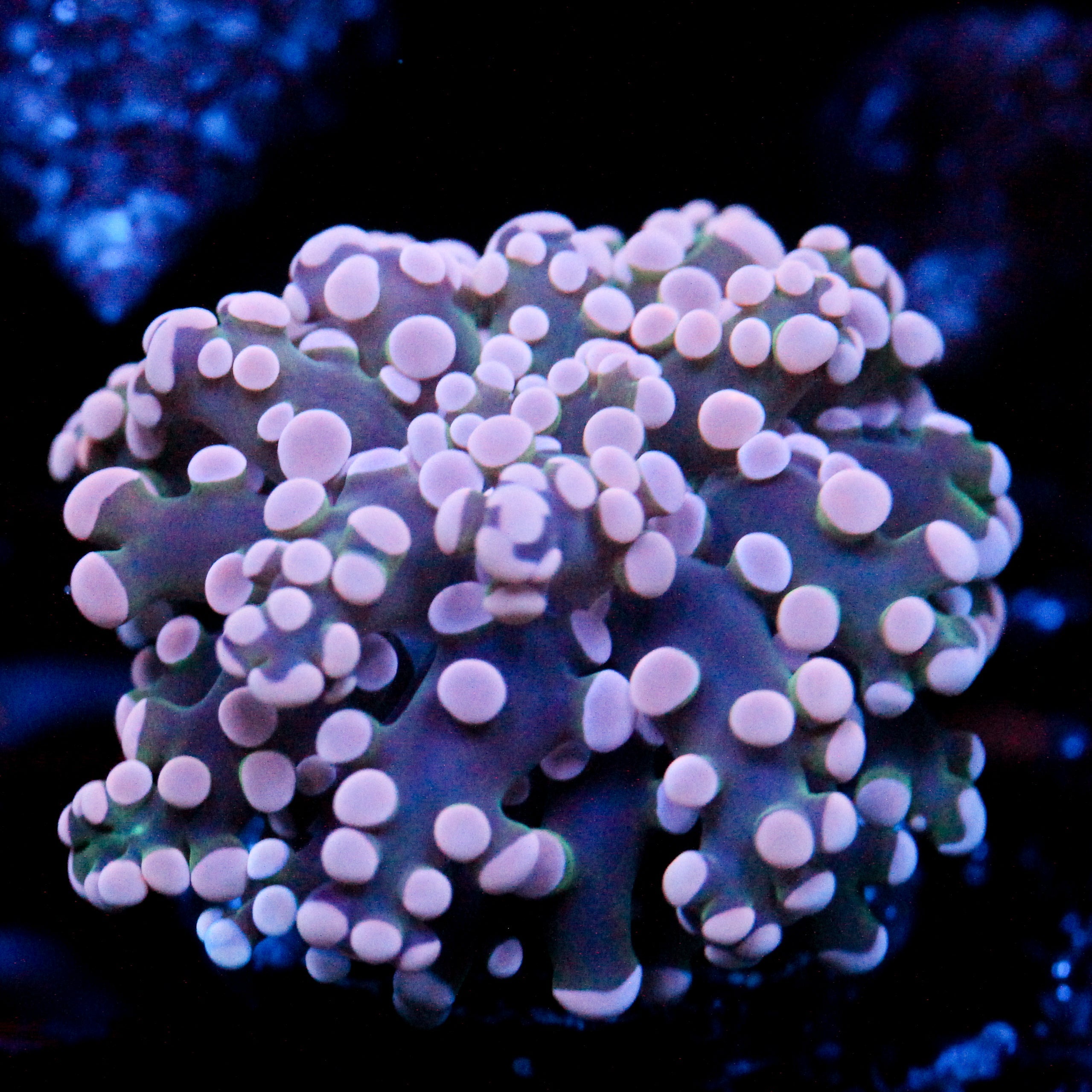 JC Pink Tip Octo