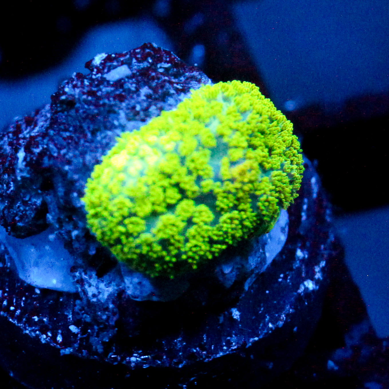 JC Neon Green Rhodactis