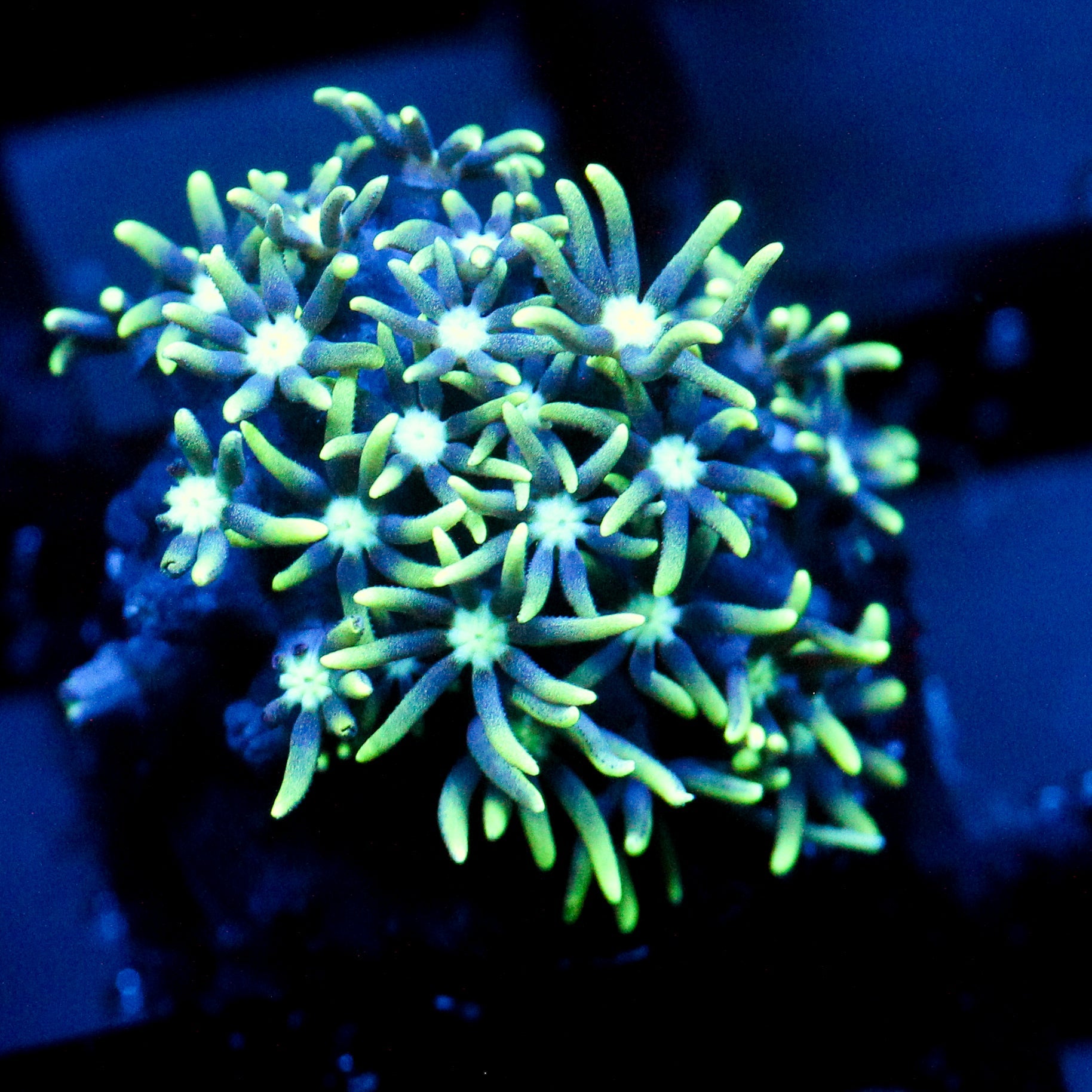 JC Star Polyp