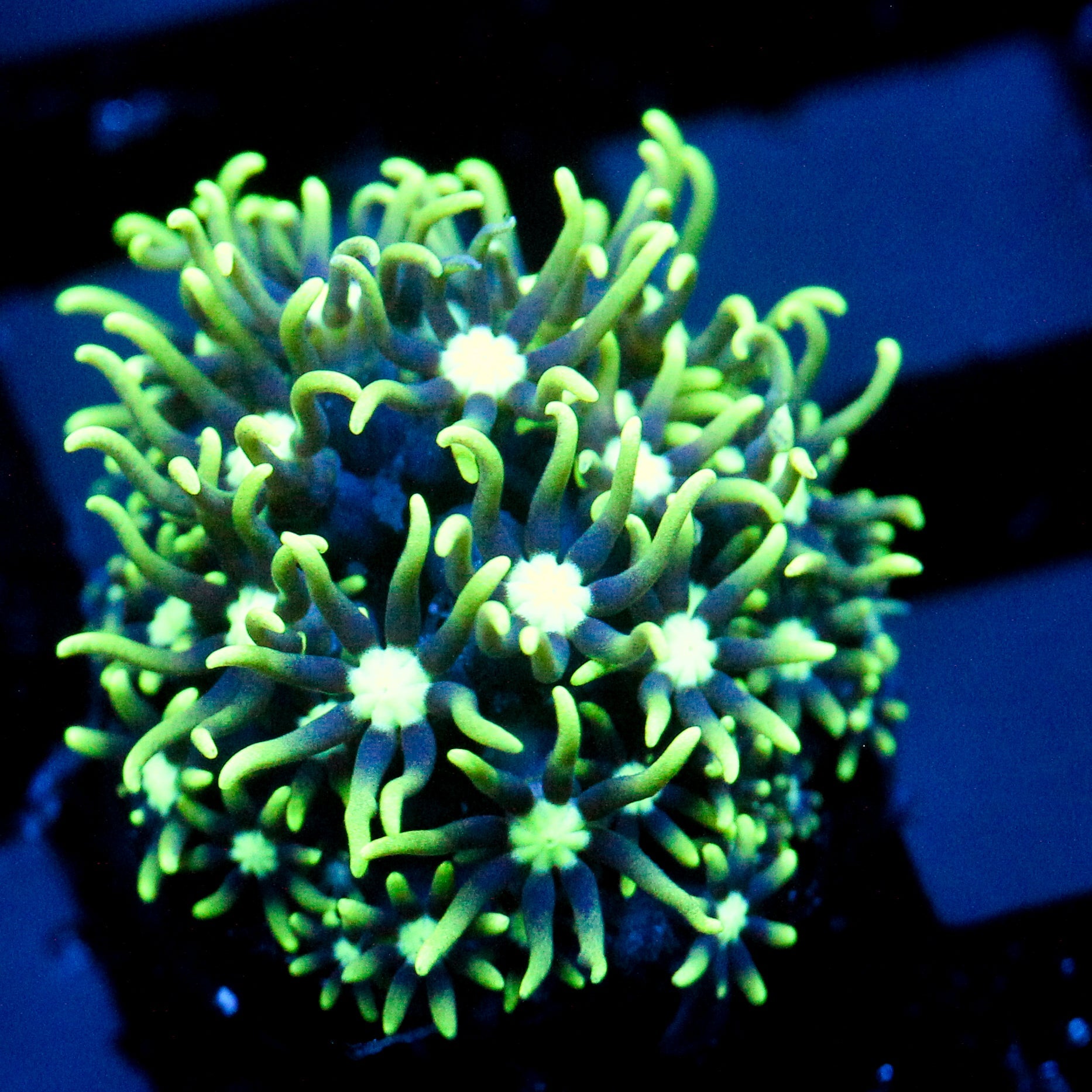 JC GSP