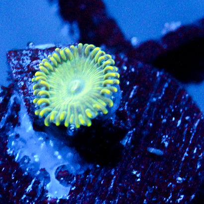 JC Lady Liberty Zoanthid