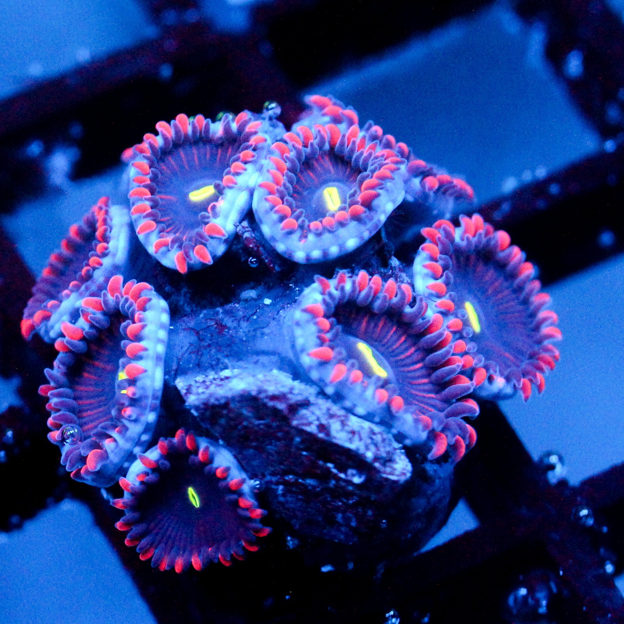 JC Purple People Eater Zoanthid