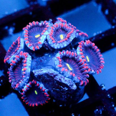 JC Purple People Eater Zoanthid