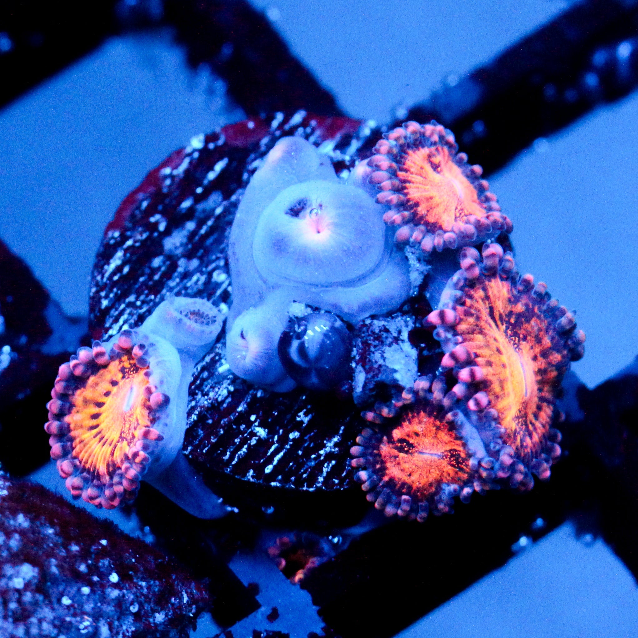 JC Speckled Kraze Zoanthid