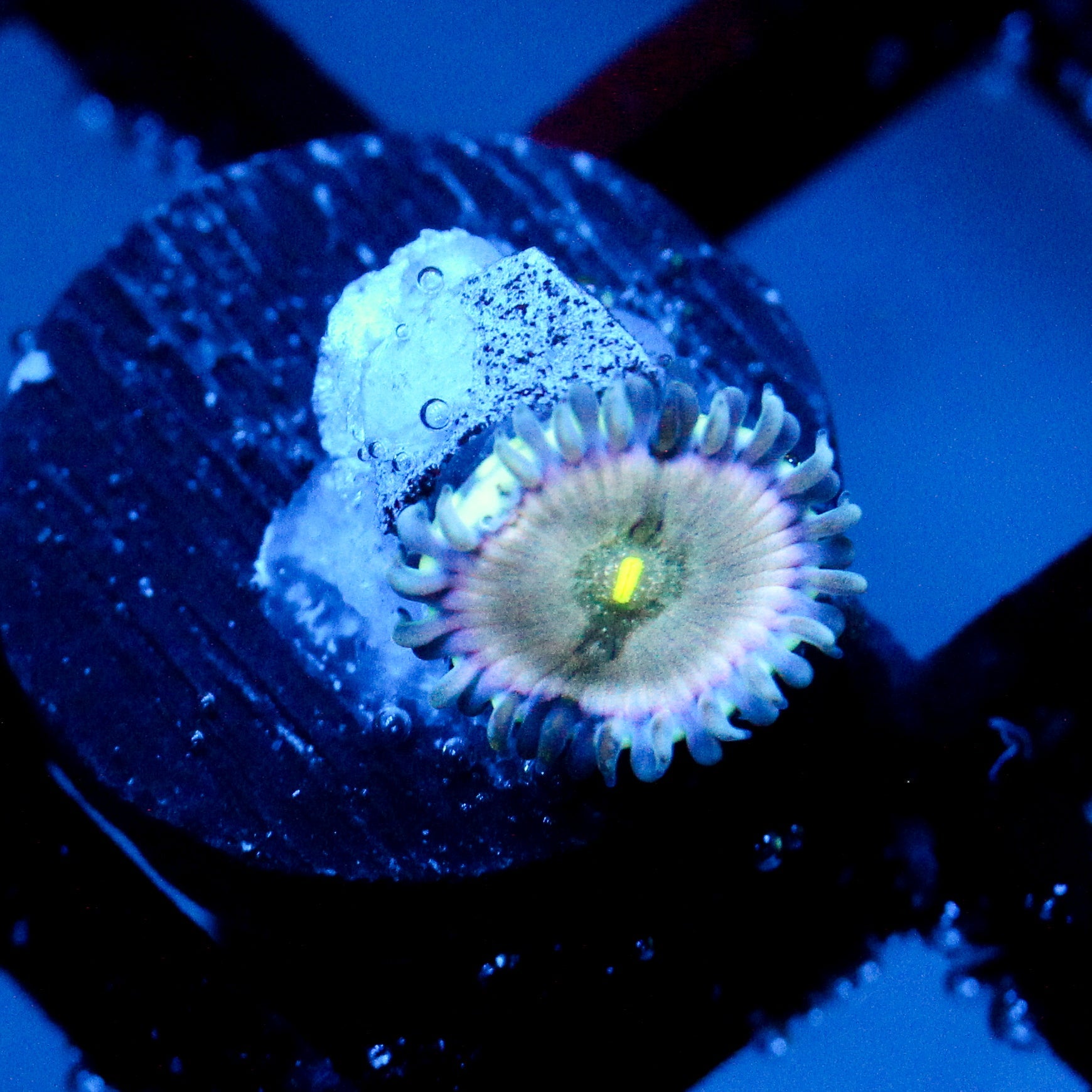 JC Hawaiian Blues Zoanthid