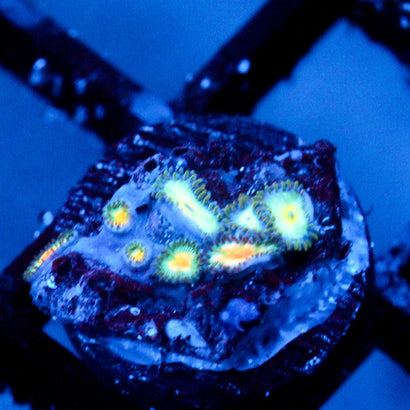 JC Saturn Zoanthid