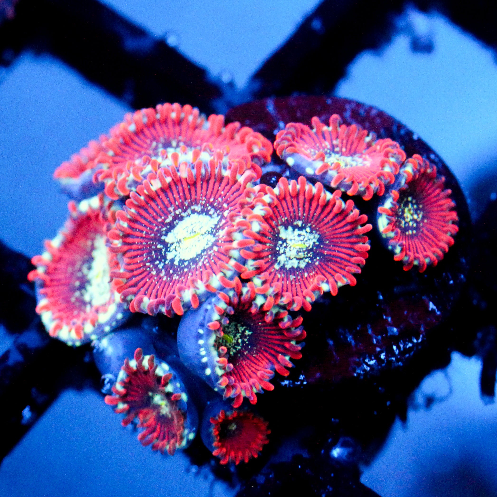 JC Magician's Zoanthid