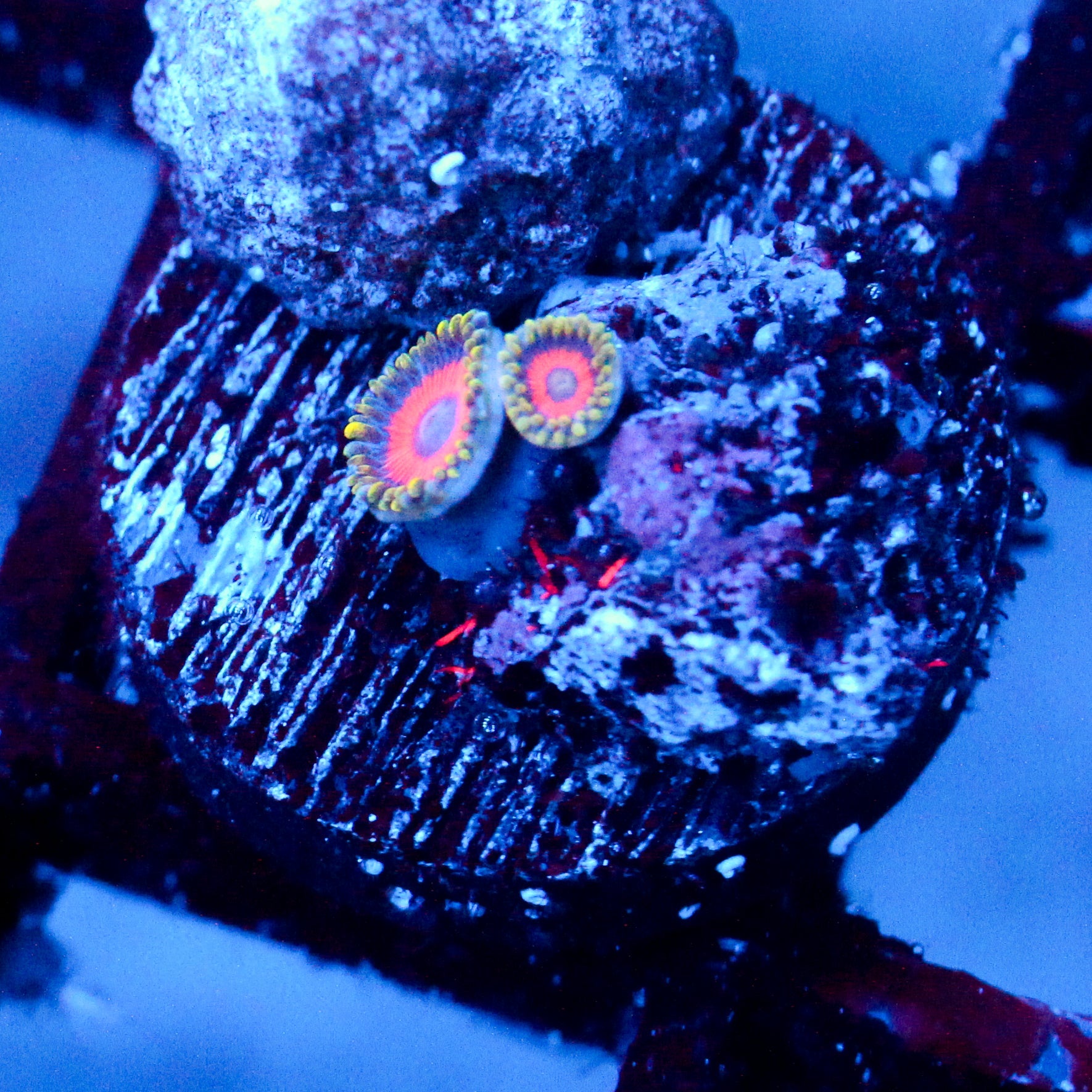 JC Fireworks Zoanthid