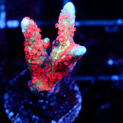 shopify auction