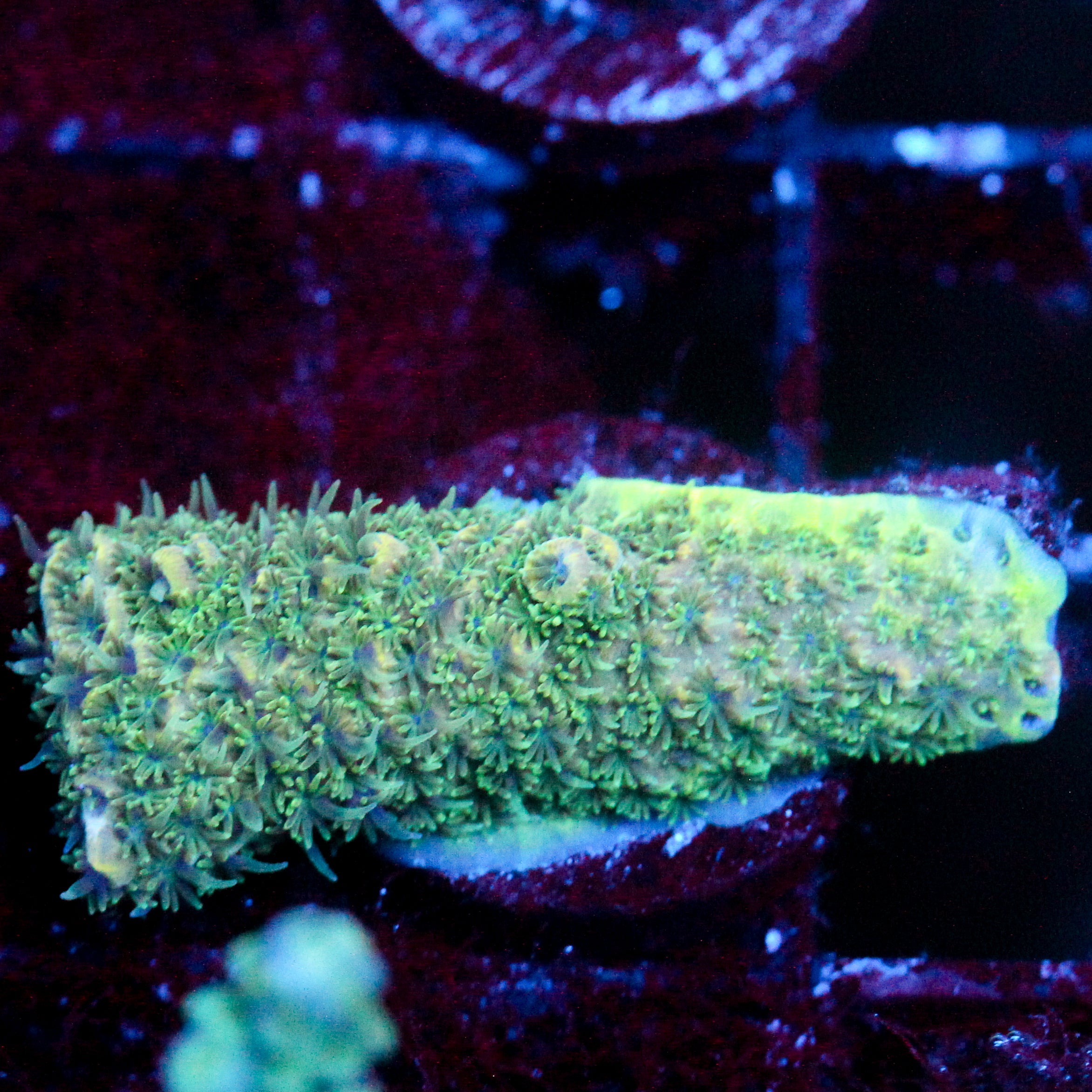 JC Green Furr